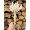 Sušený lagurus bělený - svazek 40 cm (cca 50 ks)