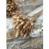 Sušený lagurus NATUR- svazek 40 cm (cca 50 ks)