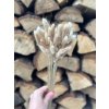 Sušený lagurus NATUR- svazek 40 cm (cca 50 ks)