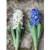 Hyacint - 2 barvy
