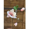 Magnolie - větvička 50 cm