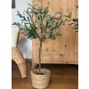 Olivovník v květináči - 90 cm