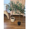 Olivovník v květináči - 90 cm