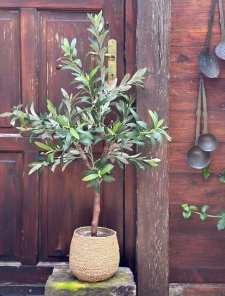 Nová várka olivovníků je skladem na ekrámku💌🌿🪴. Kdo si ještě neulovil ten svůj, tak má nyní šanci. Výška je 100 cm,...