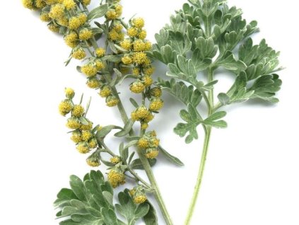 Artemisia absinthium - 90 capsules