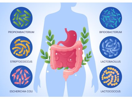 gradient probiotics prebiotics illustration 23 2150617798