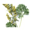 Artemisia absinthium - 90 capsules