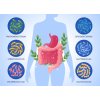 gradient probiotics prebiotics illustration 23 2150617798