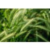 green spikelets wheat scatter with blurred background