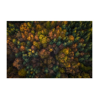 Herout Nothing But A Forest 40x30