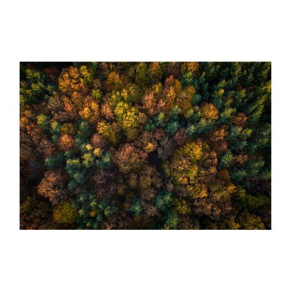 Herout Nothing But A Forest 40x30