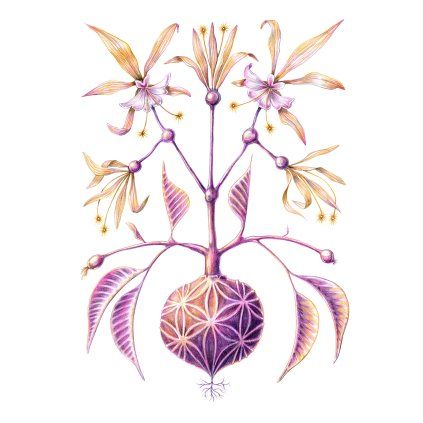 Senkerik Encyclia 30x40