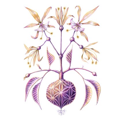 Senkerik Encyclia 30x40