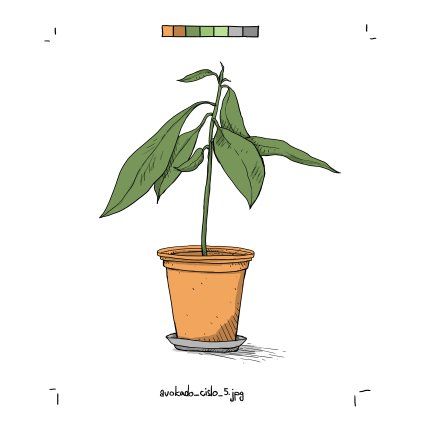 Zatloukal Avokado 50x50
