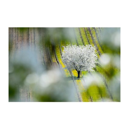 Herout Blooming Queen 40x30