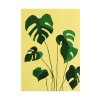 Durisova Monstera 20x30