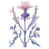 Senkerik Centaurea 30x40
