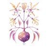 Senkerik Encyclia 30x40