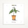 Zatloukal Avokado 50x50 bily