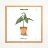 Zatloukal Avokado 50x50 dub