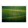 Herout Moravian Manchester 40x30