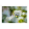 Herout Blooming Queen 40x30