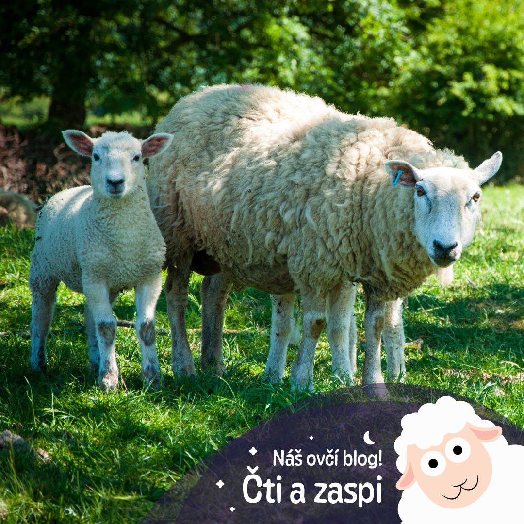 Kde se děti mohou setkat s ovečkami?