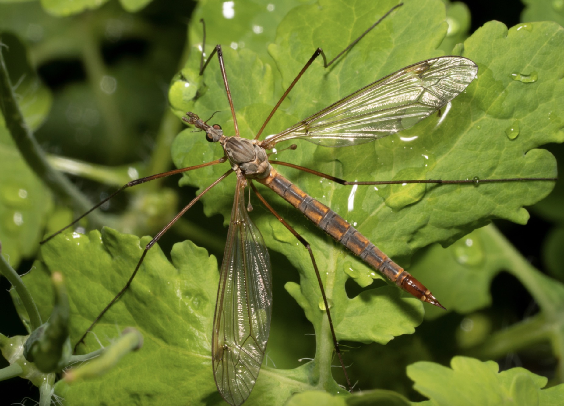 Ako sa zbaviť tipule v trávniku a ochrániť zeleň