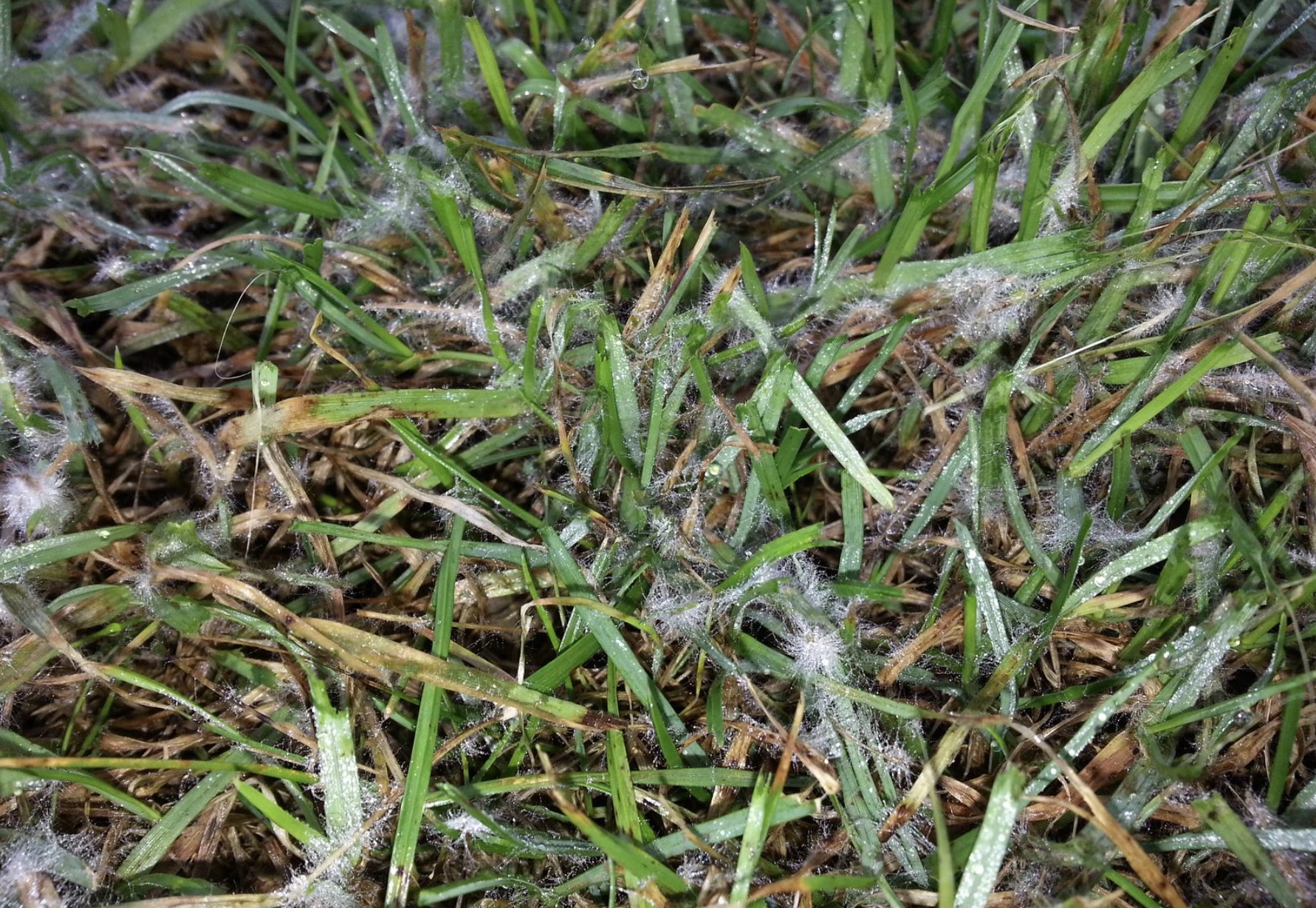 Pleseň v trávniku: ako ju rozpoznať a účinne odstrániť