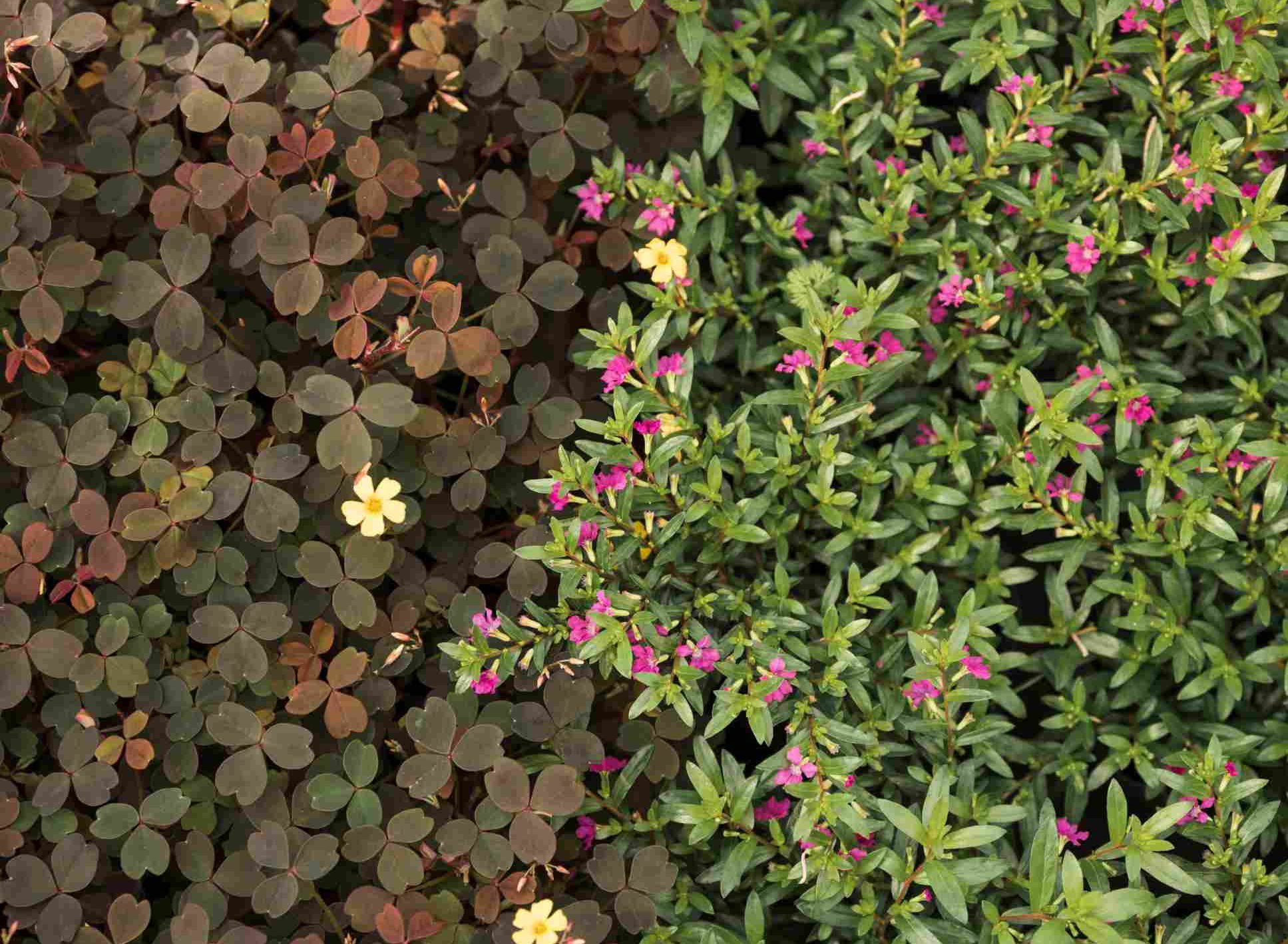 Náhrada trávnika? Pôdopokryvné trvalky sú ideálnym riešením