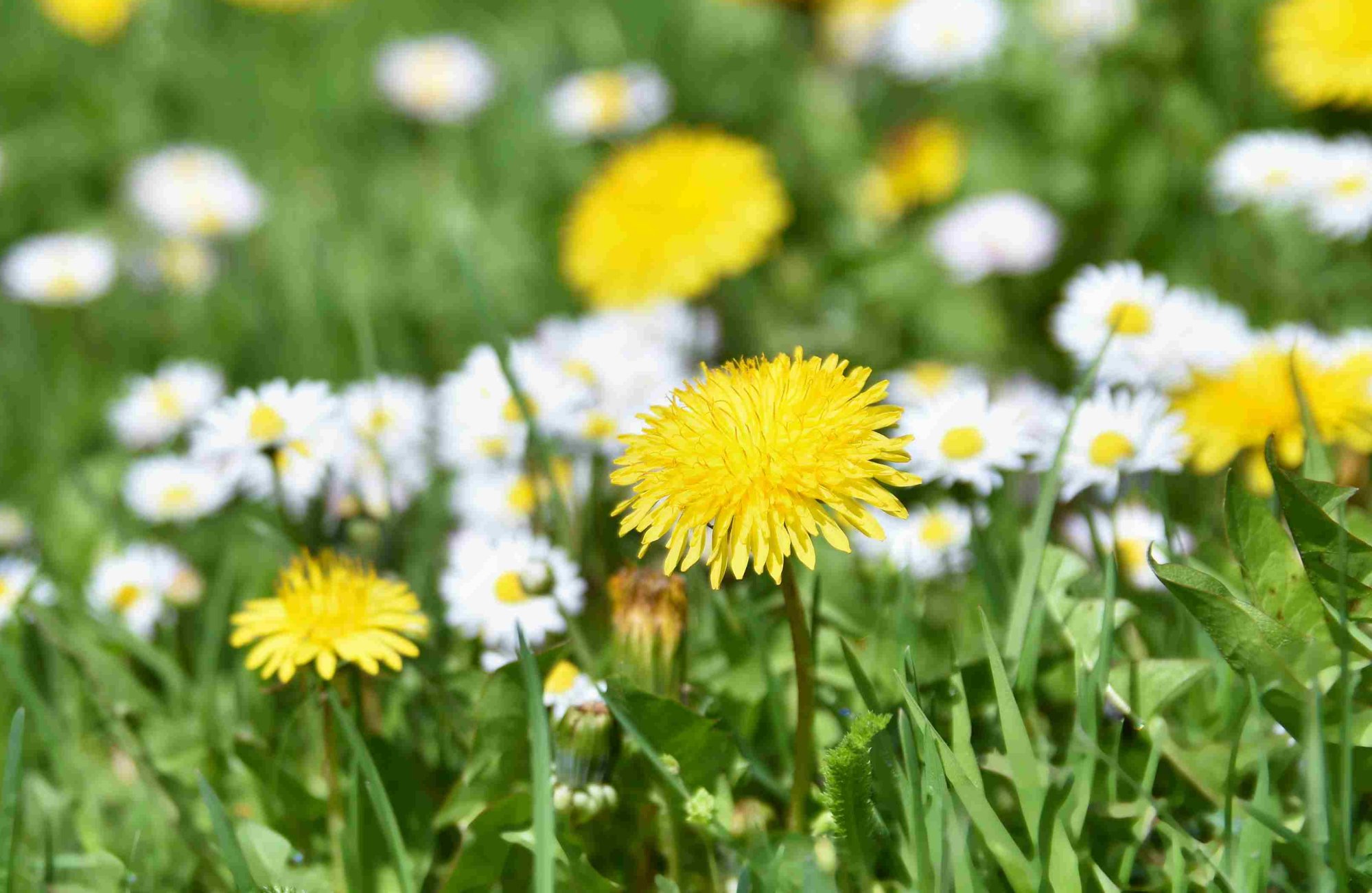 Burina v trávniku: Ako ju odstrániť a udržať trávnik hustý