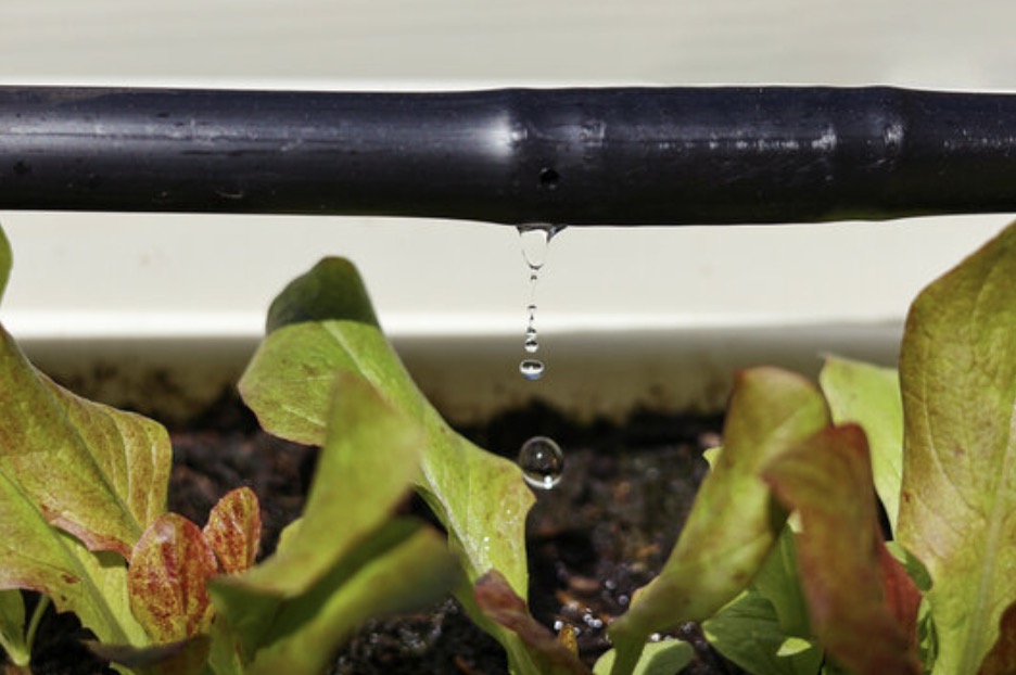 Ako si svojpomocne nainštalovať kvapkovú závlahu: Jednoduchý návod pre záhradkárov