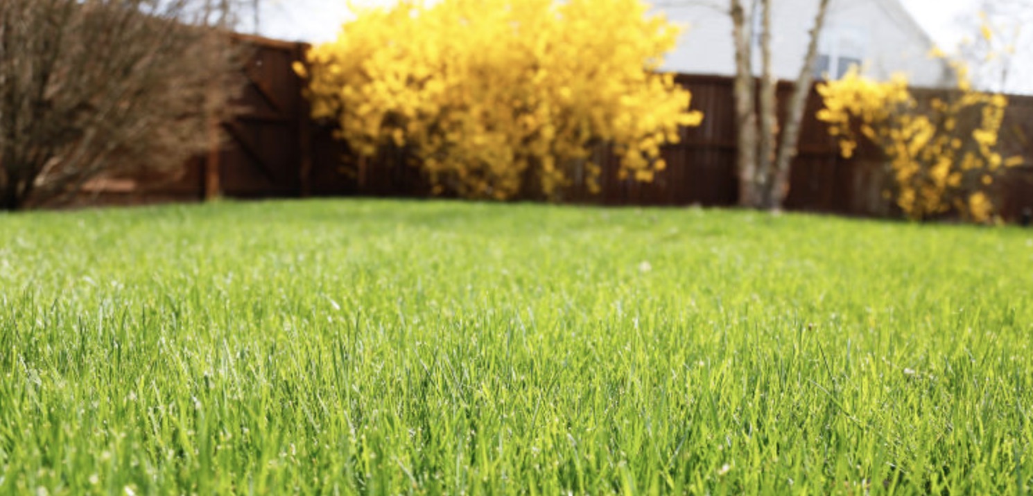 Ako založiť trávnik na jeseň: Sprievodca pre dokonalý zelený koberec