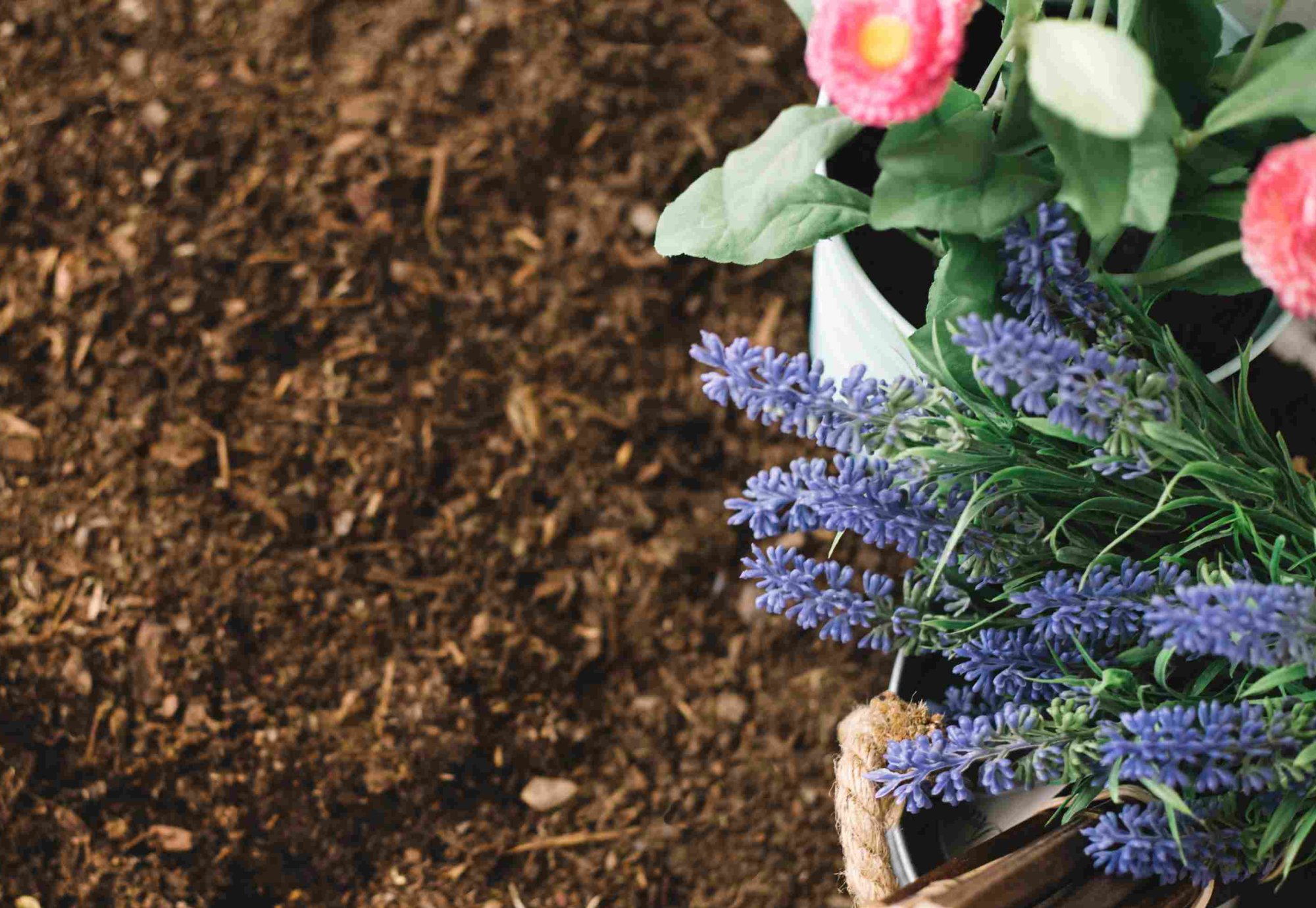 Kyslá pôda: ako zmerať pH a upraviť jeho hodnotu