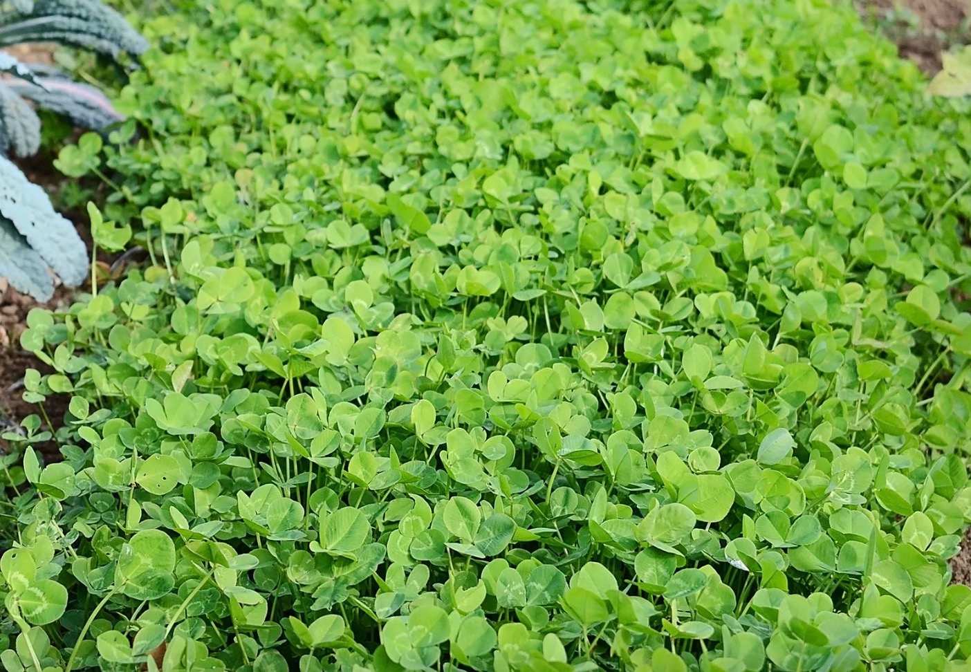 Zelené hnojenie: Ako vybrať zelené hnojivo a kedy ho zaorať