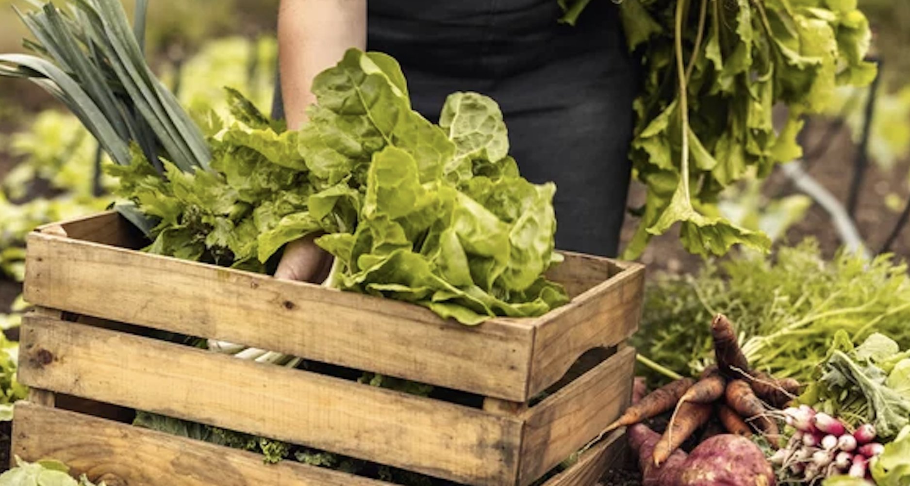 Ako začať s pestovaním zeleniny v záhrade: Praktický sprievodca pre začiatočníkov