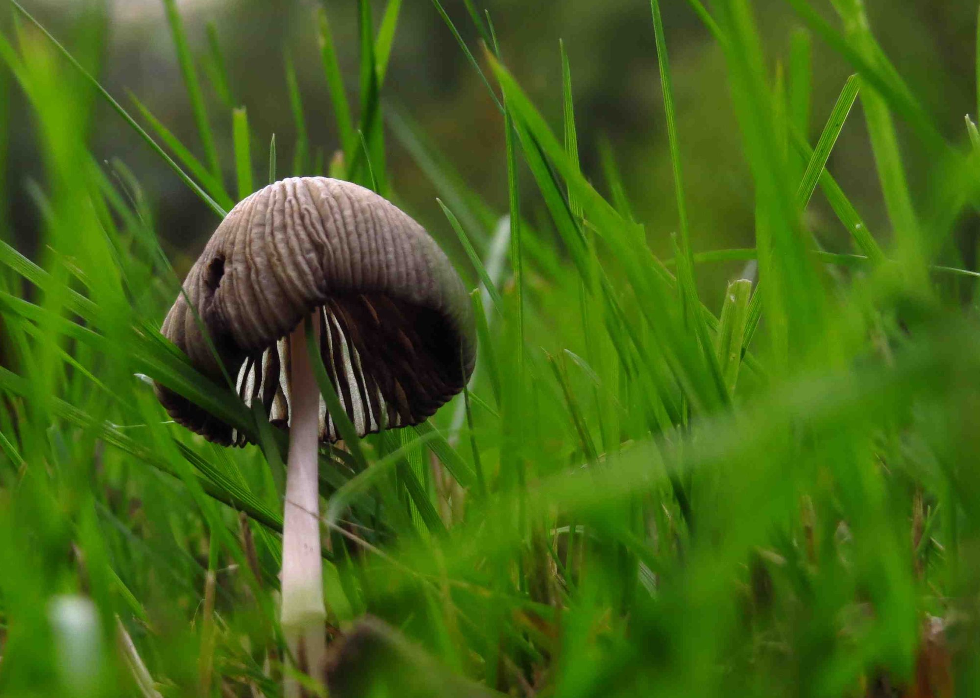 Huby v trávniku: Prečo sa objavujú a ako ich odstrániť