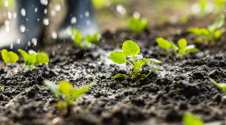 Najčastejšie chyby pri zavlažovaní a ako im predísť: Tipy pre efektívne zavlažovanie