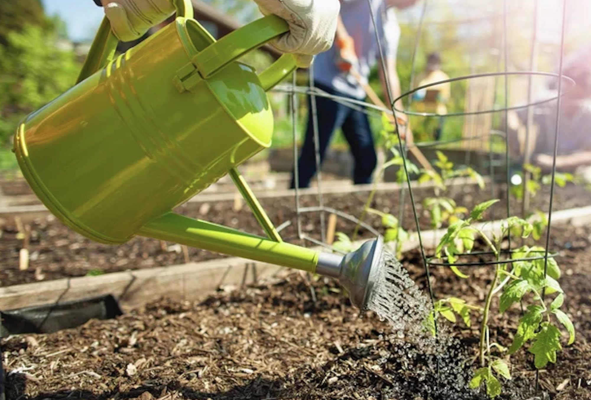 Ako ochrániť rastliny pred horúčavami?