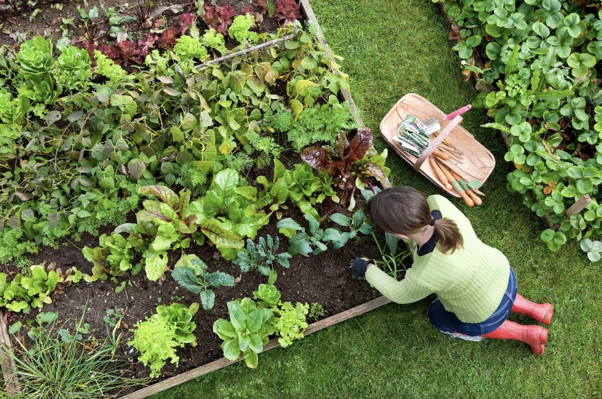 Ako ochrániť úrodu pred škodcami a chorobami v lete? Najlepšie metódy a prípravky