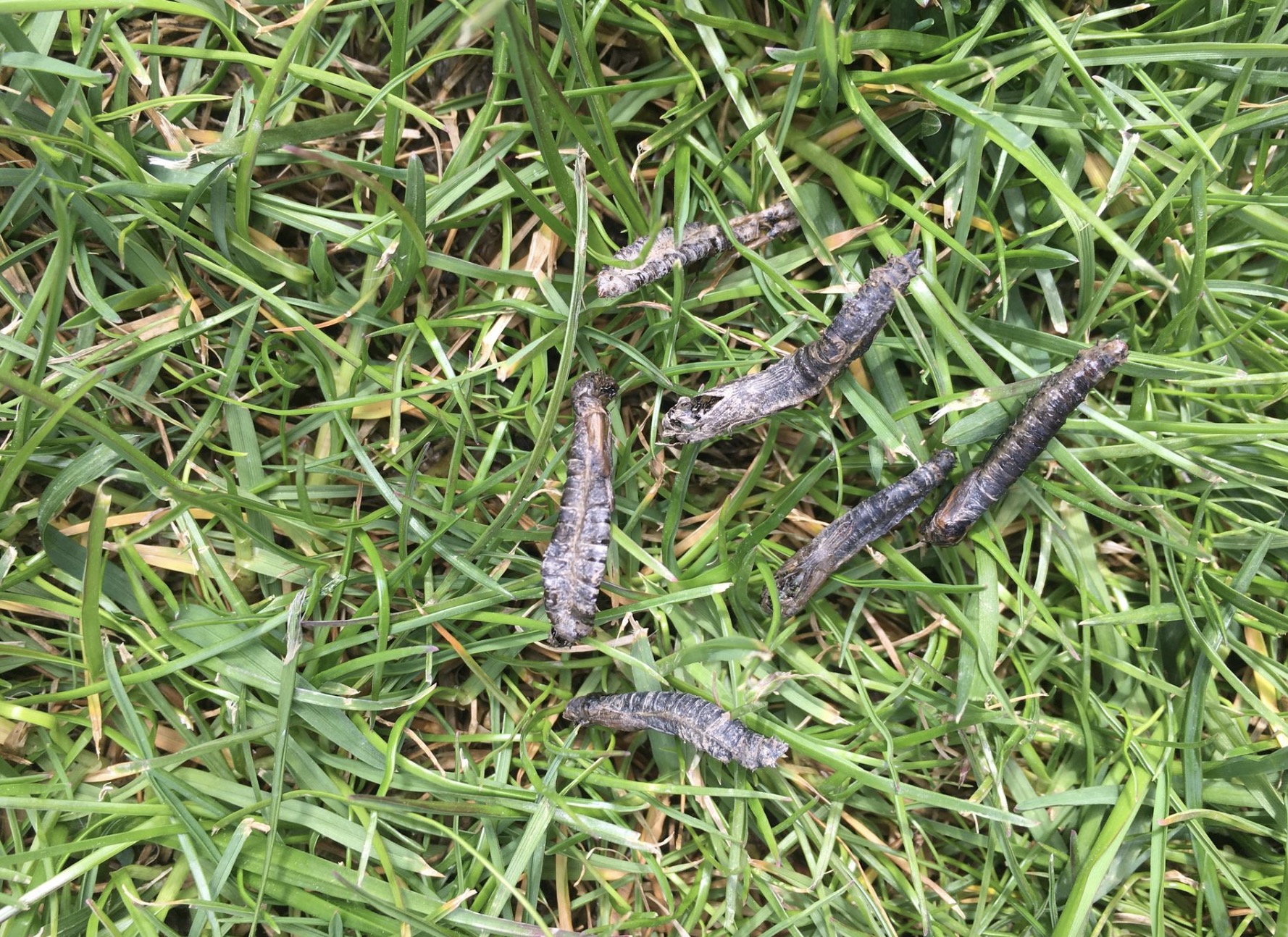 detailny-pohlad-na-larvy-tipule-na-travniku