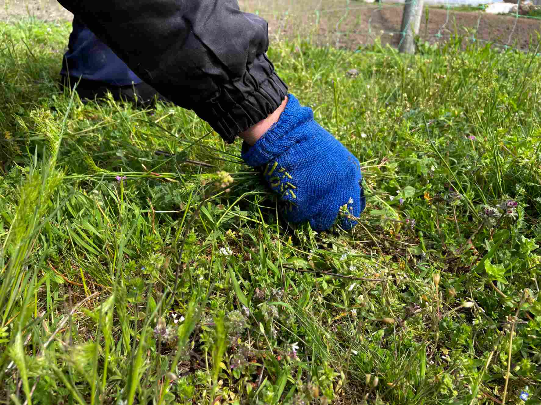 ruka-v-modrej-zahradnej-rukavici-rucne-odstranuje-burinu-z-travnika-medzi-travou