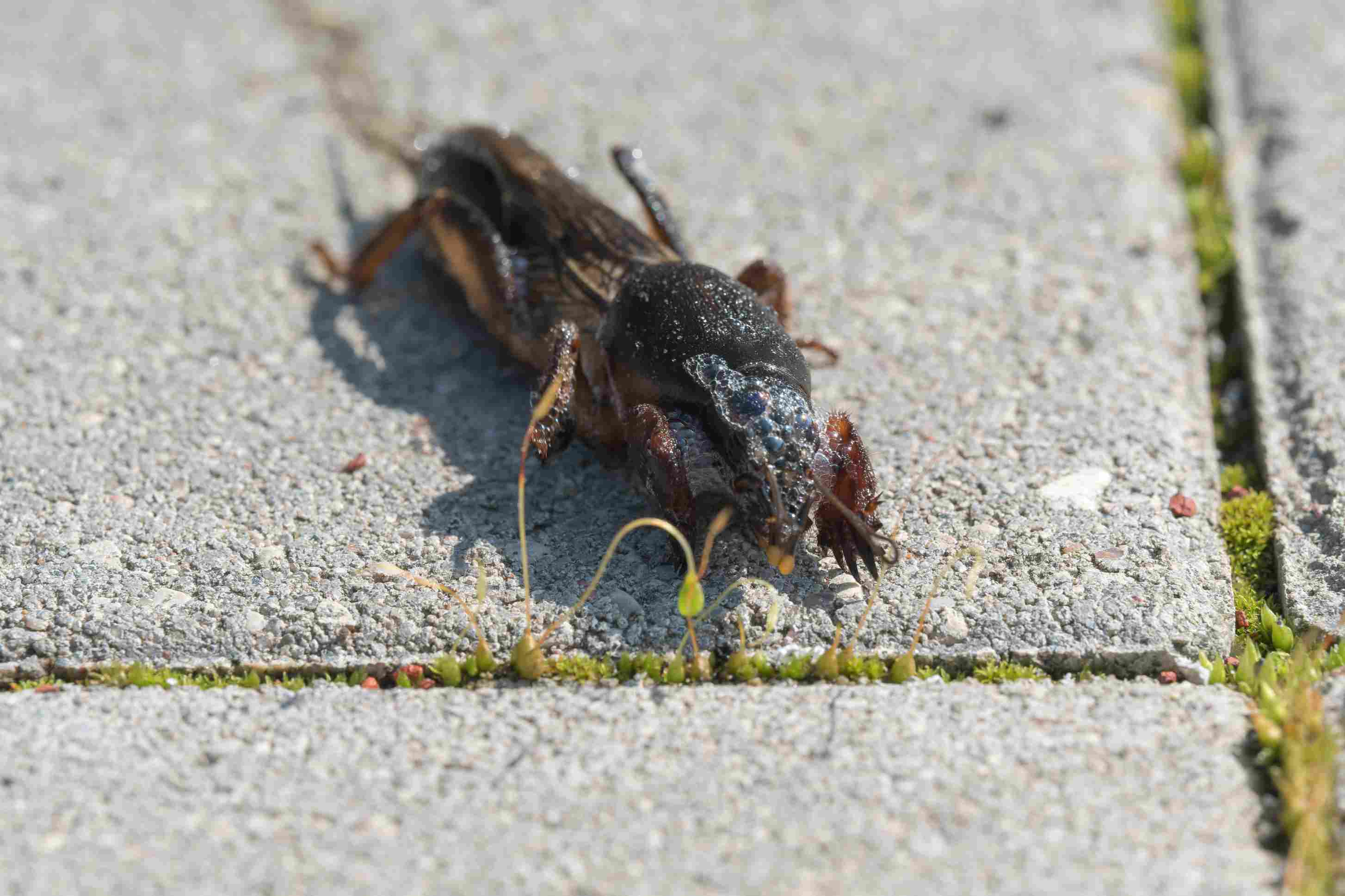 detailny-pohlad-na-krtonozku-v-zahrade-na-chodniku-medvedik-ma-tmave-telo-a-lopatkove-predne-nohy-s-pazurikmi