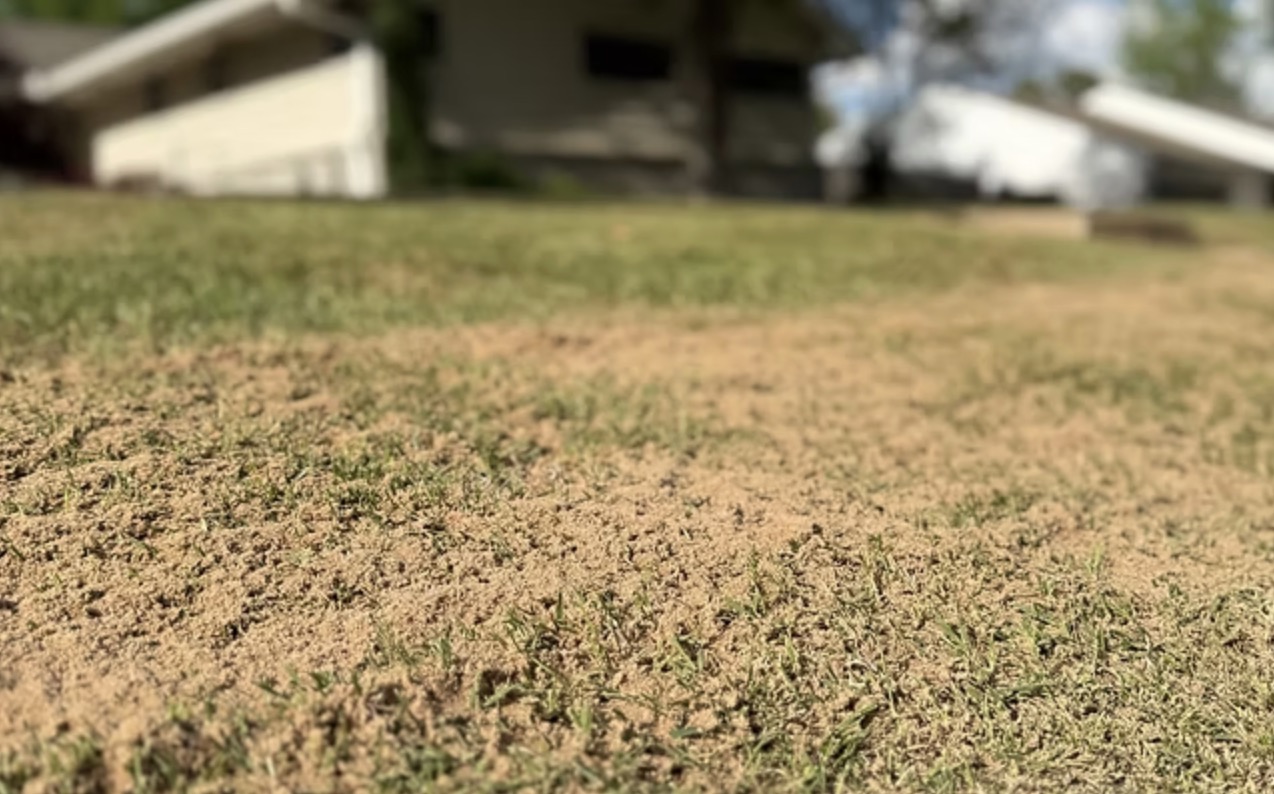 detailny-zaber-na-travnik-s-rovnomerne-rozsypanym-pieskom