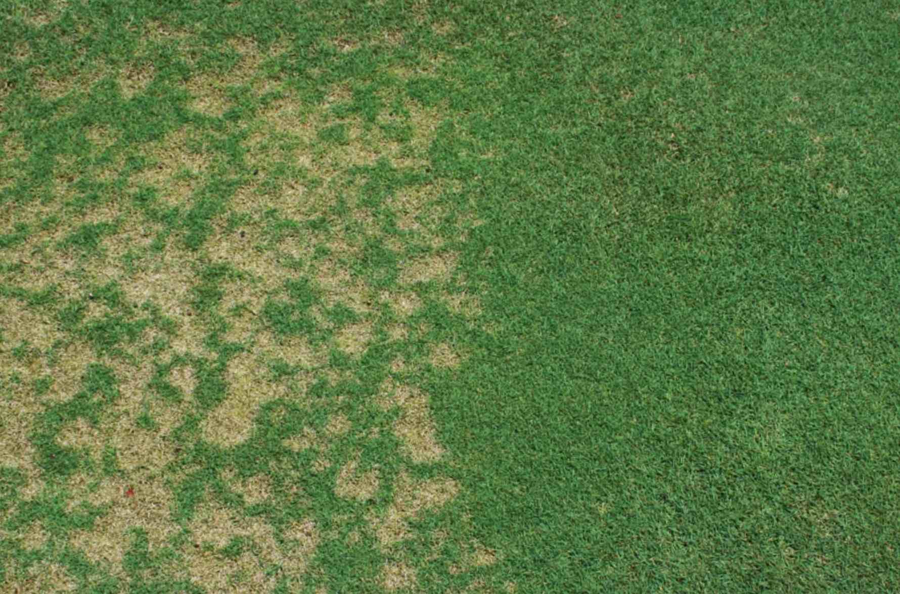 travnik-napadnuty-hubovymi-chorobami-hnede-skvrny