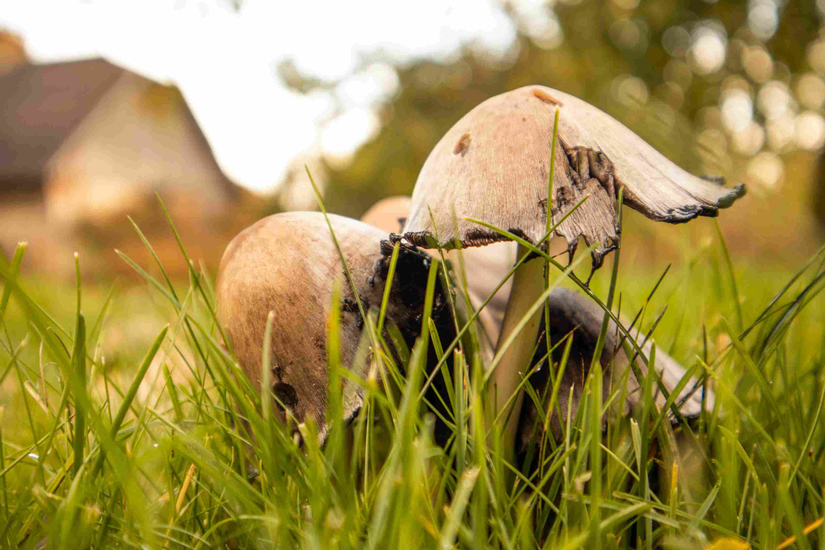 hnede-huby-so-slizkym-tmavym-okrajom-na-klobuciku-ktorerastu-v-travniku-v-zahrade-pri-rodinnom-dome