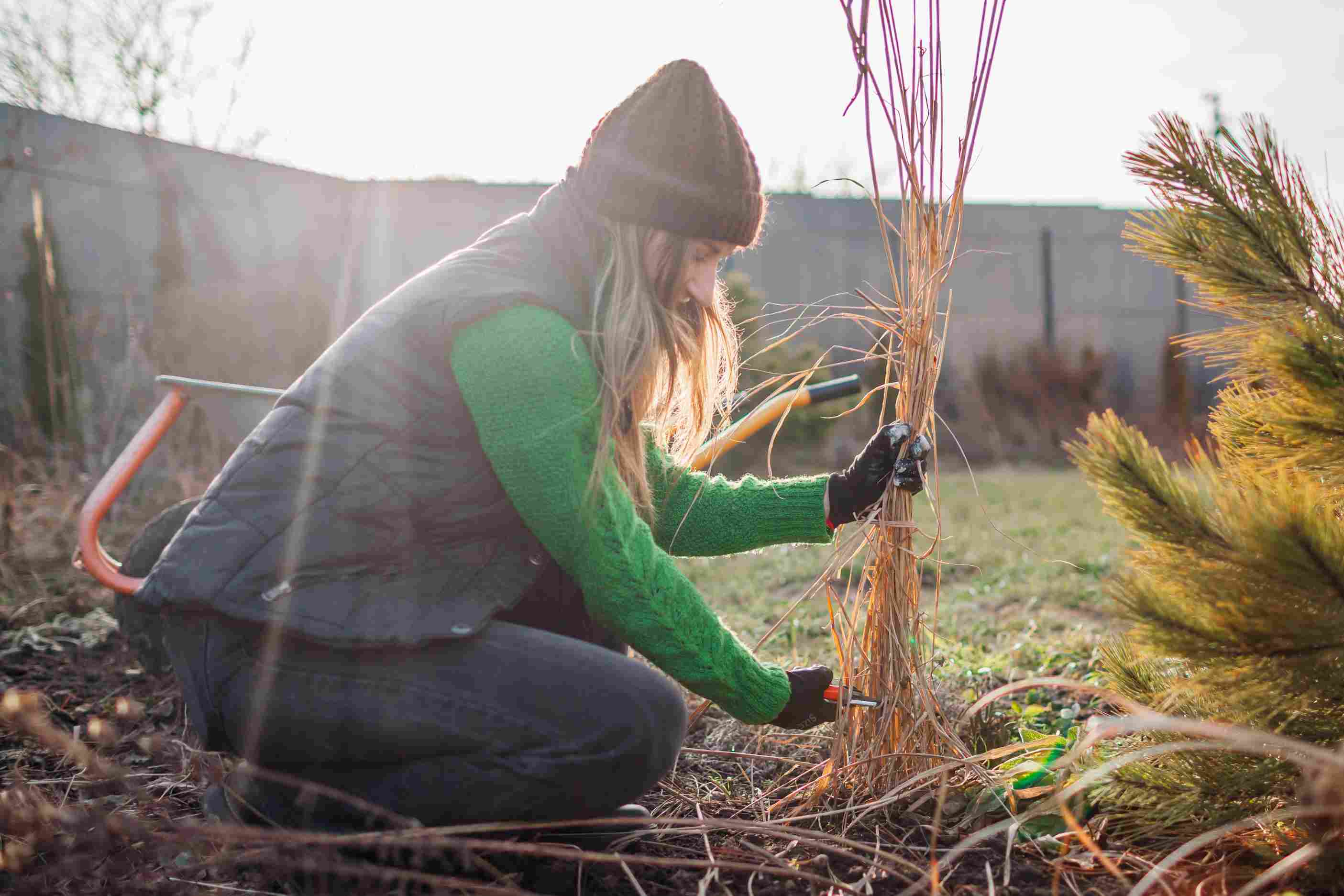zena-striha-suchu-okrasnu-travu-v-zahrade-pred-zaciatkom-noveho-rastu