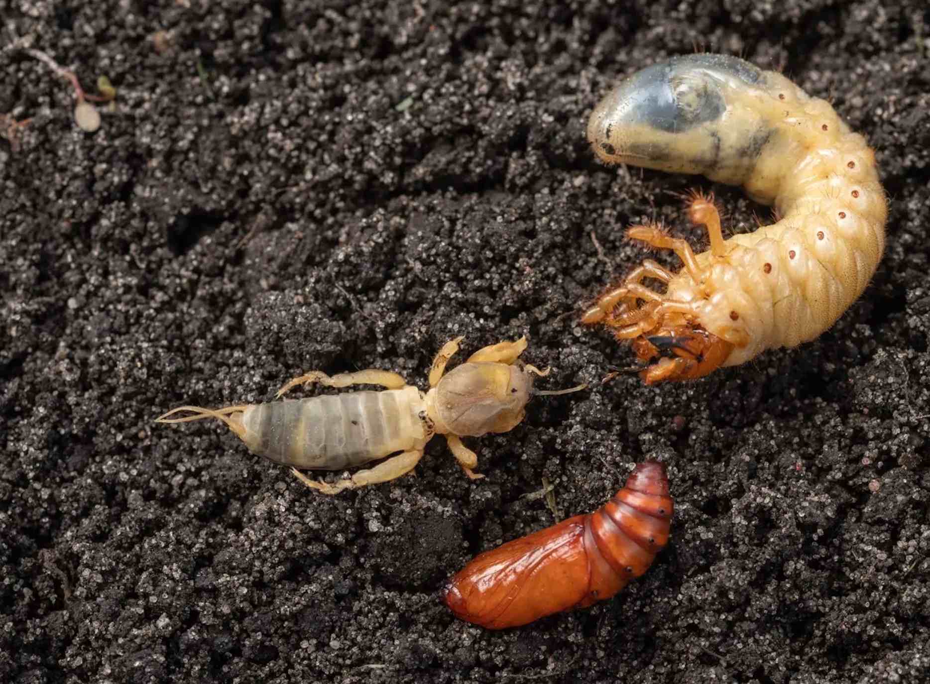 detailny-pohlad-na-larvu-medvedika-v-pode-so-svetlejsim-telom-a-hrabavymi-nohami