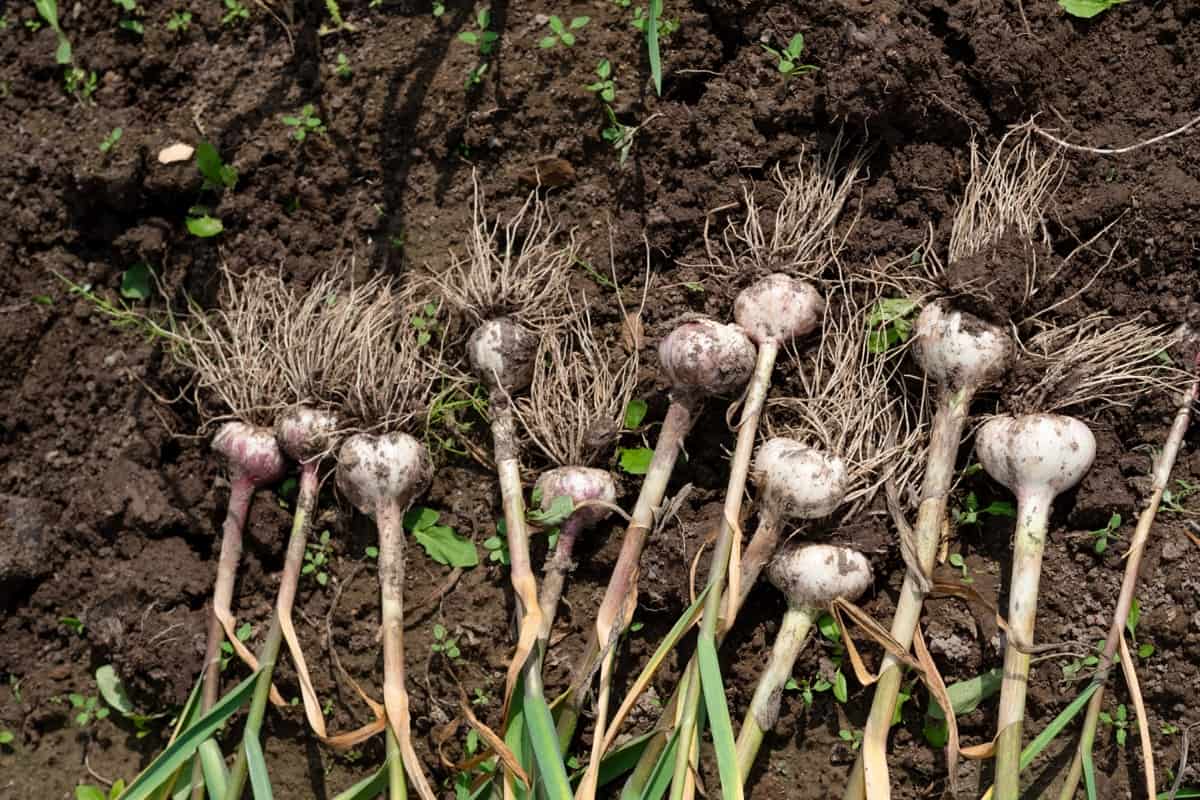cerstvo-vytiahnuty-cesnak-na-zahone-ukazka-zdraveho-cesnaku-vdaka-spravnemu-postupu-pestovania-a-hnojenia-pody