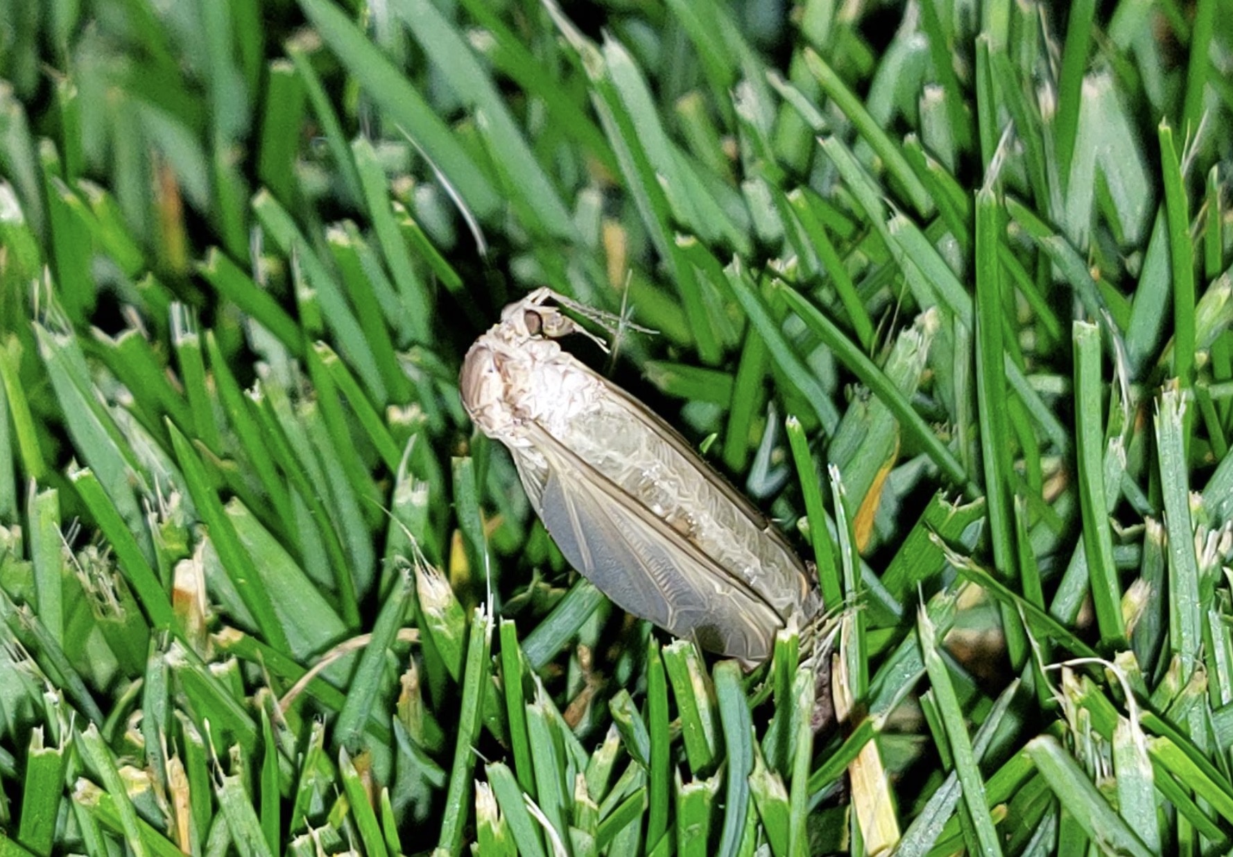 detailny-pohlad-na-mladu-tipulu-ktora-vyieza-z-travnika